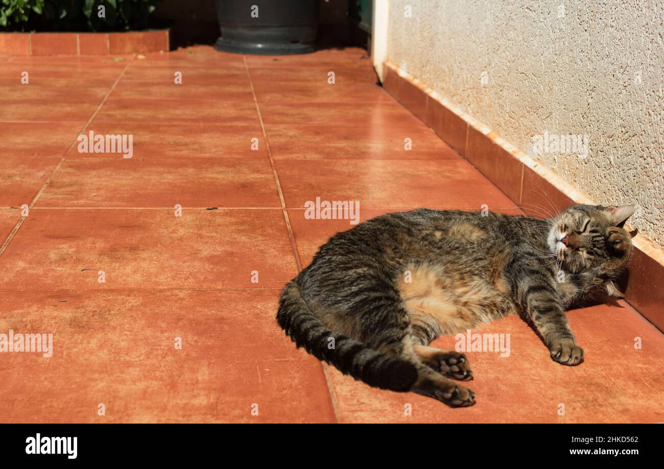 Tabby cat bathing in the sunny garden Stock Photo - Alamy