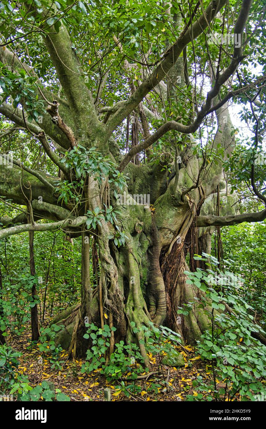 A very old puriri tree (Vitex lucens) Tolaga Bay, East Cape, North Island, New Zealand Stock Photo