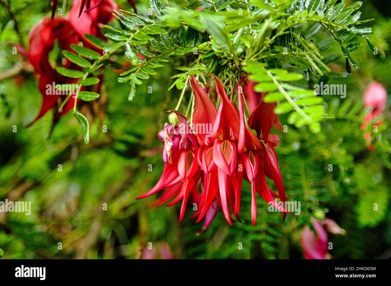 Bright red flowers of the Kaka beak (Clianthus puniceus), a shrub or