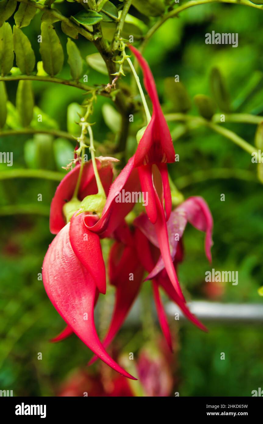 Bright red flowers of the Kaka beak (Clianthus puniceus), a shrub or