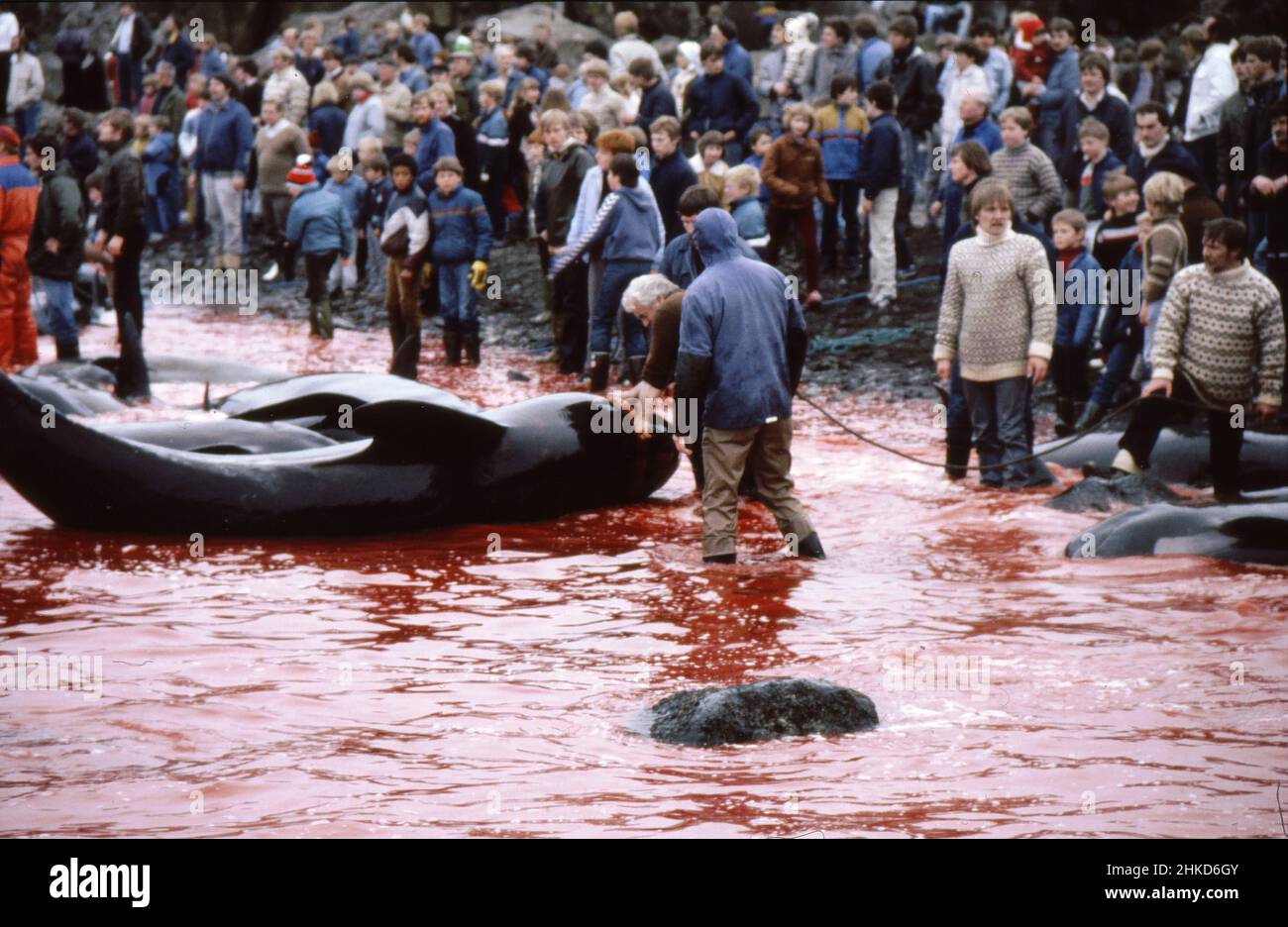 Thorshavn/Faroe Islands /historicl images from 1982/Whales killing in thorshavn Faroe people is thgie ood ad some trade business is over only whale huting is for food.   (Photo..Francis Joseph Dean/Dean Pictures) Stock Photo
