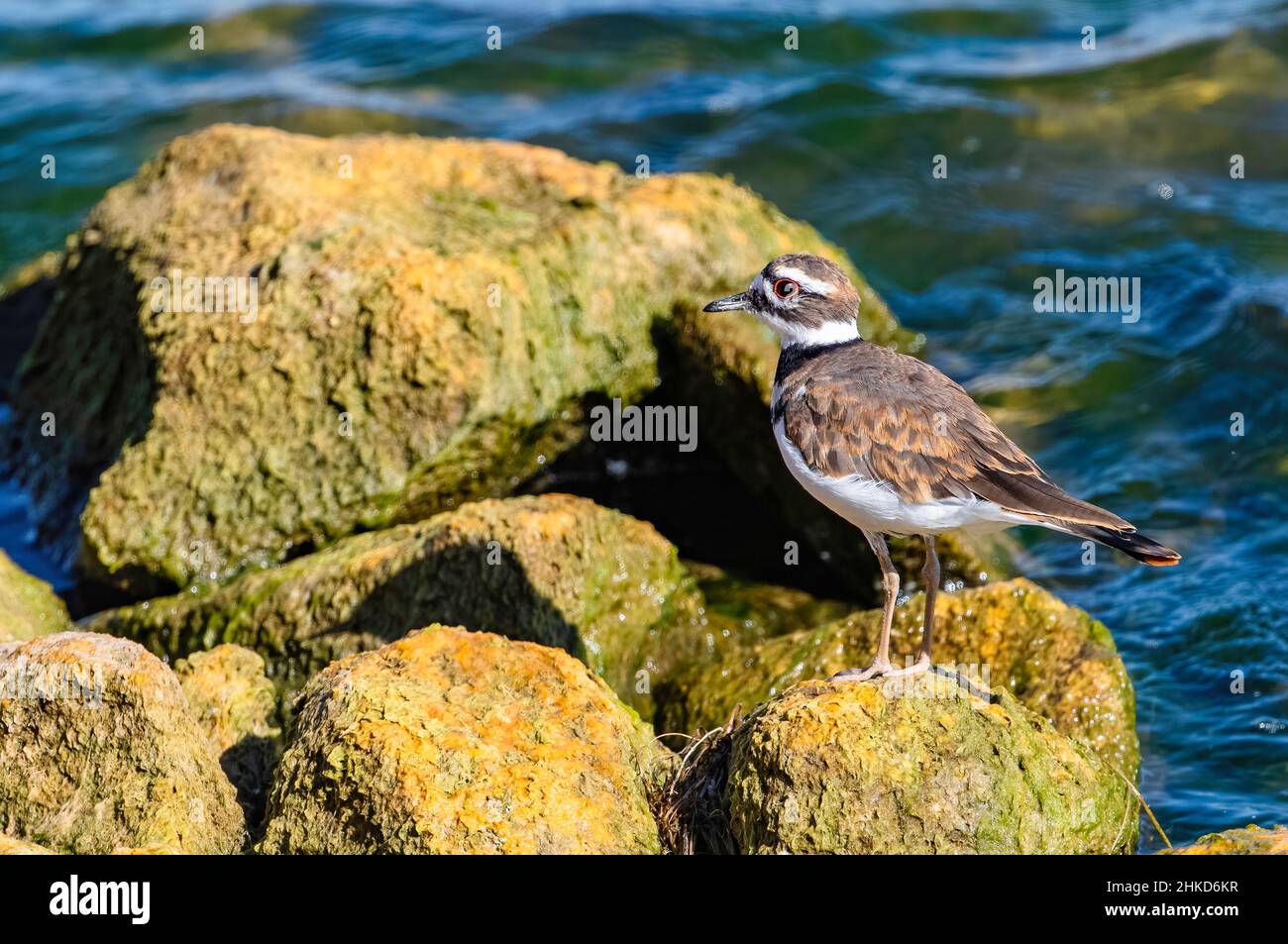 Closeup of a Killdeer bird standing on a mossy yellow boulder along the shoreline of a large lake. Stock Photo