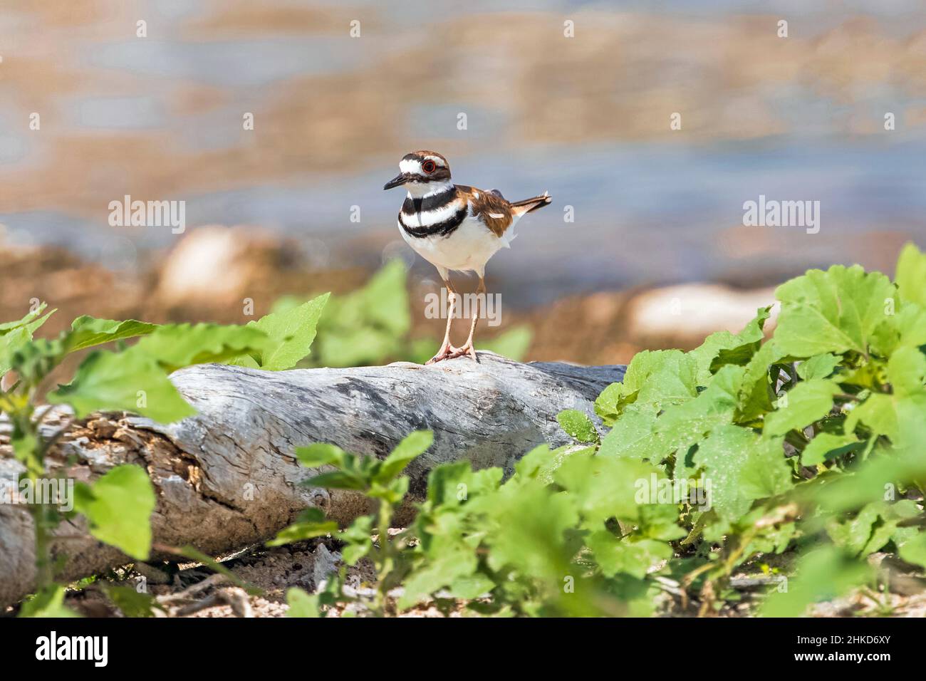 A Killdeer bird standing atop a fallen tree trunk surrounded by green plants that grow in the sandy part of the lake's ecosystem. Stock Photo