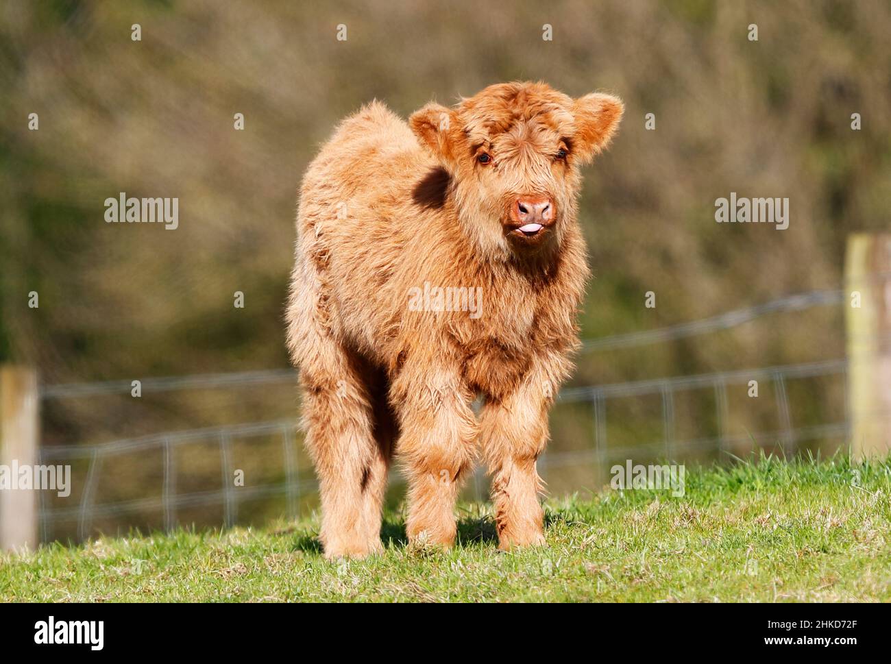 Axel the baby bull calf! #fluffyfeatherfarm #axelthebullcalf #babybul