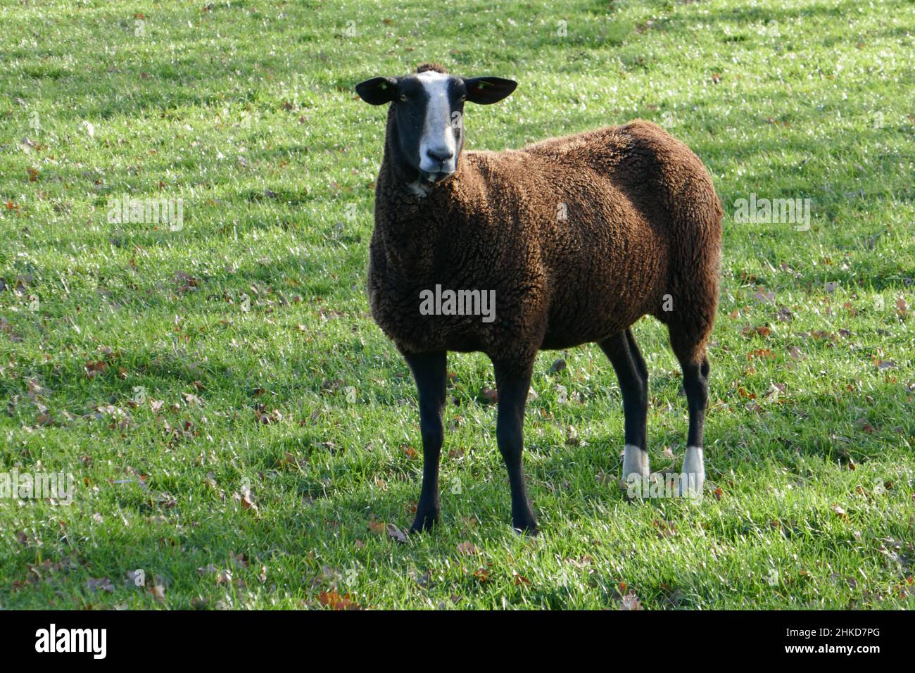 A dark brown sheep stands stands in the meadow and looks straight into the camera. Stock Photo