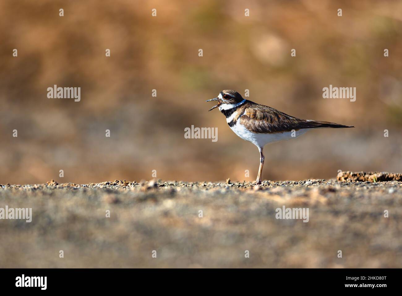 A Killdeer bird standing on flat ground, calling out loudly, with the glow of the afternoon sunlight warming the scene. Stock Photo