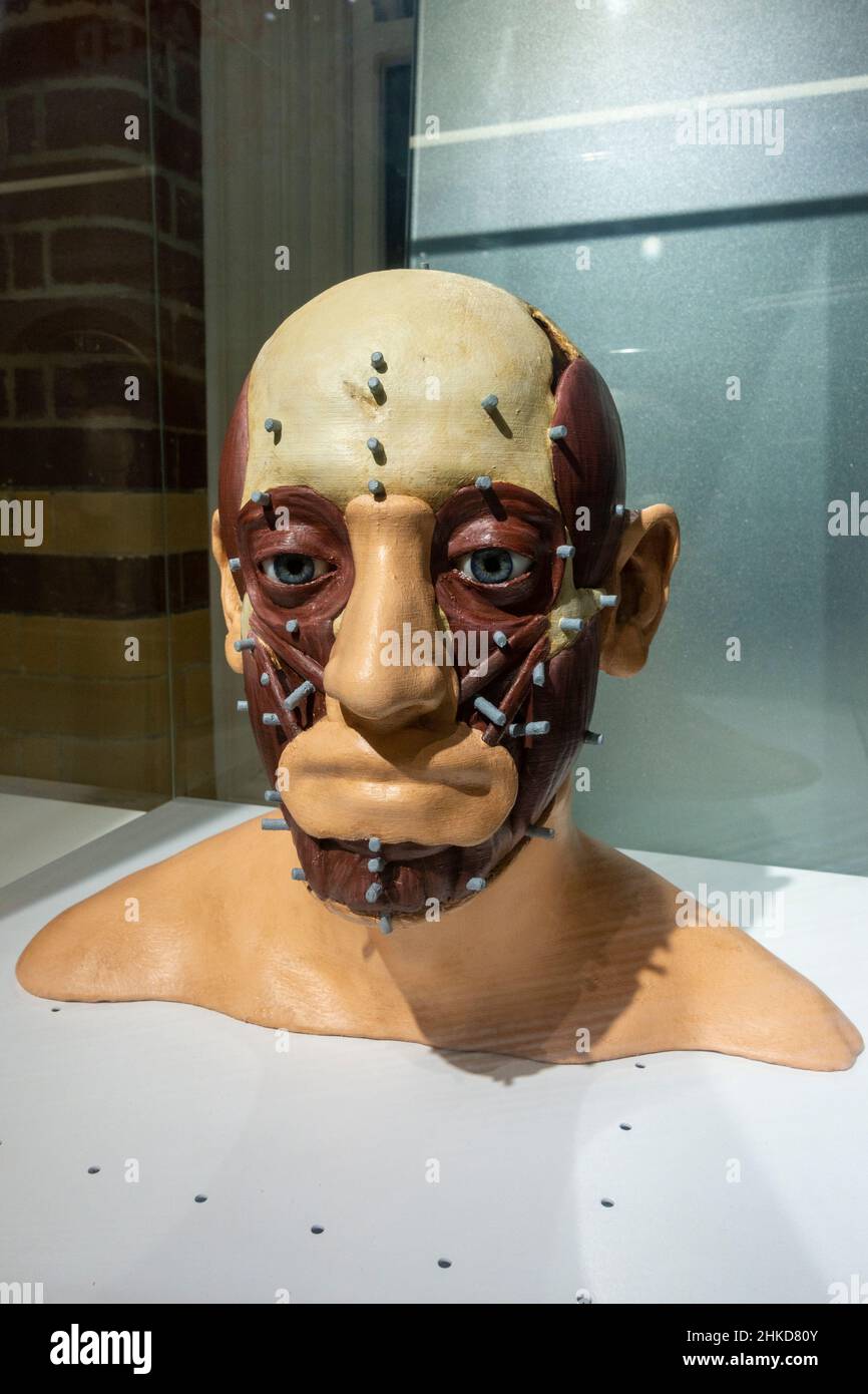 Partial facial reconstruction of King Richard III in the King Richard III Visitor Centre, Leicester, England. Stock Photo