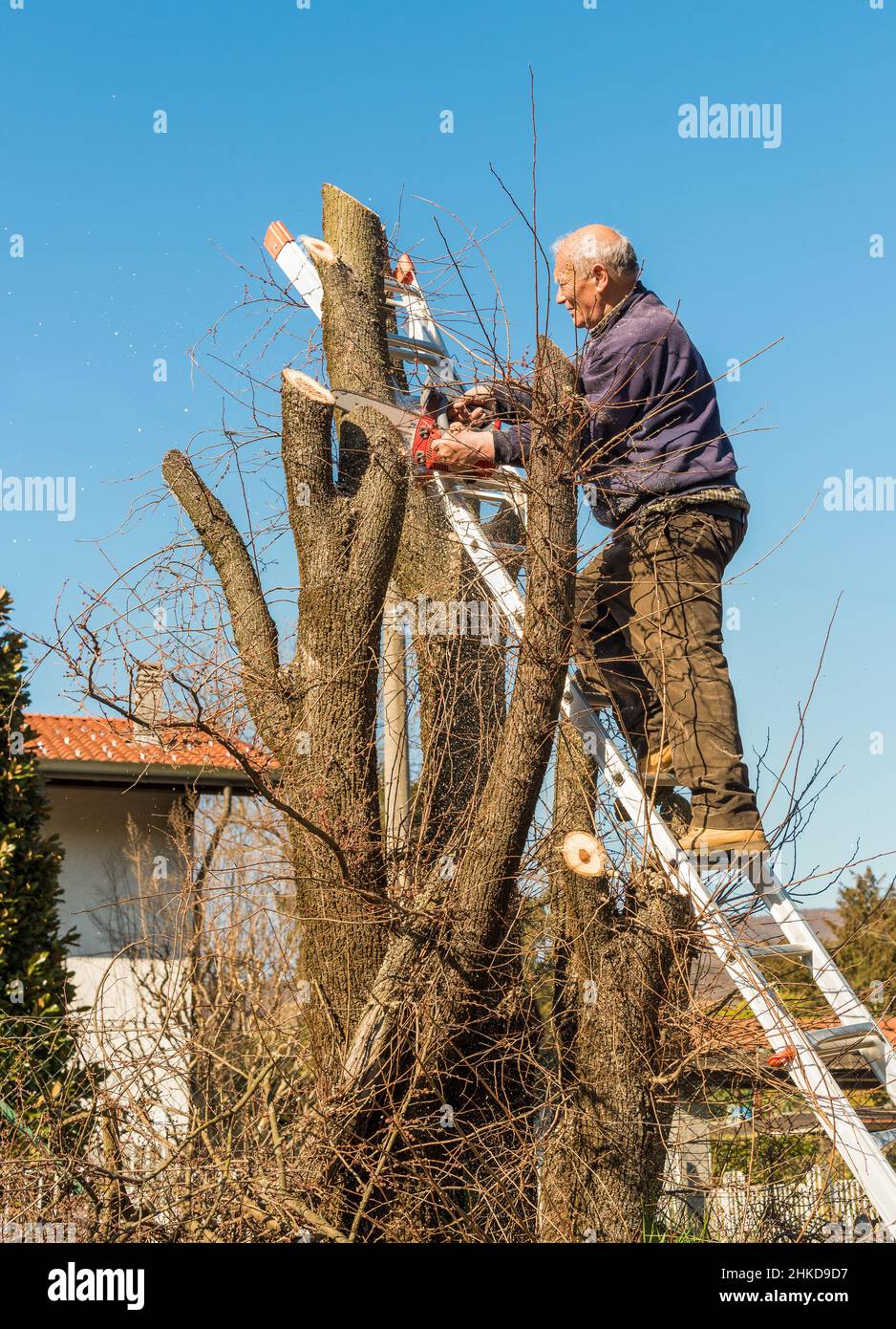 Man with chainsaw cutting tree hires stock photography and images Alamy
