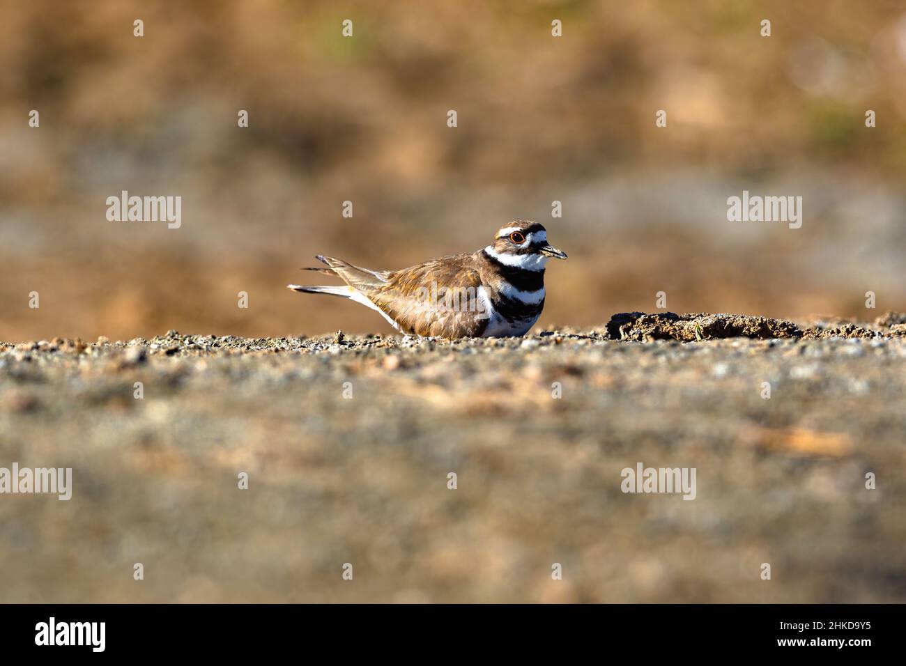 Closeup of a Killdeer bird, a ground nesting species, lying on the ground along a flat stretch of earthy gravel, photographed at eye level. Stock Photo