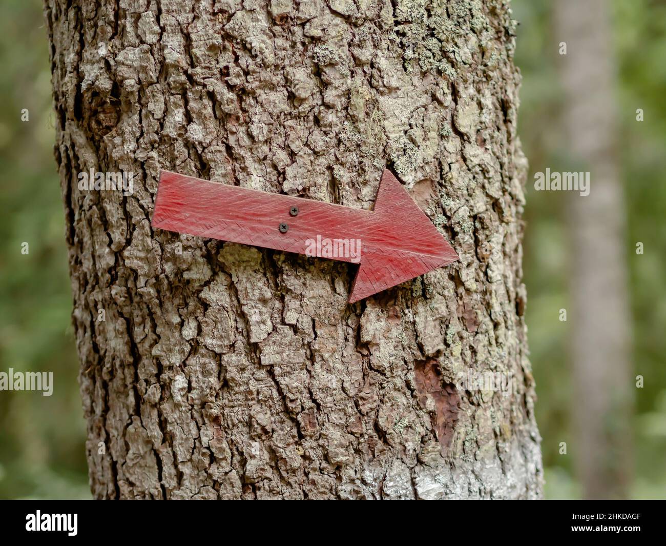 The red wooden arrow is screwed to the tree trunk. Pointer to right ...