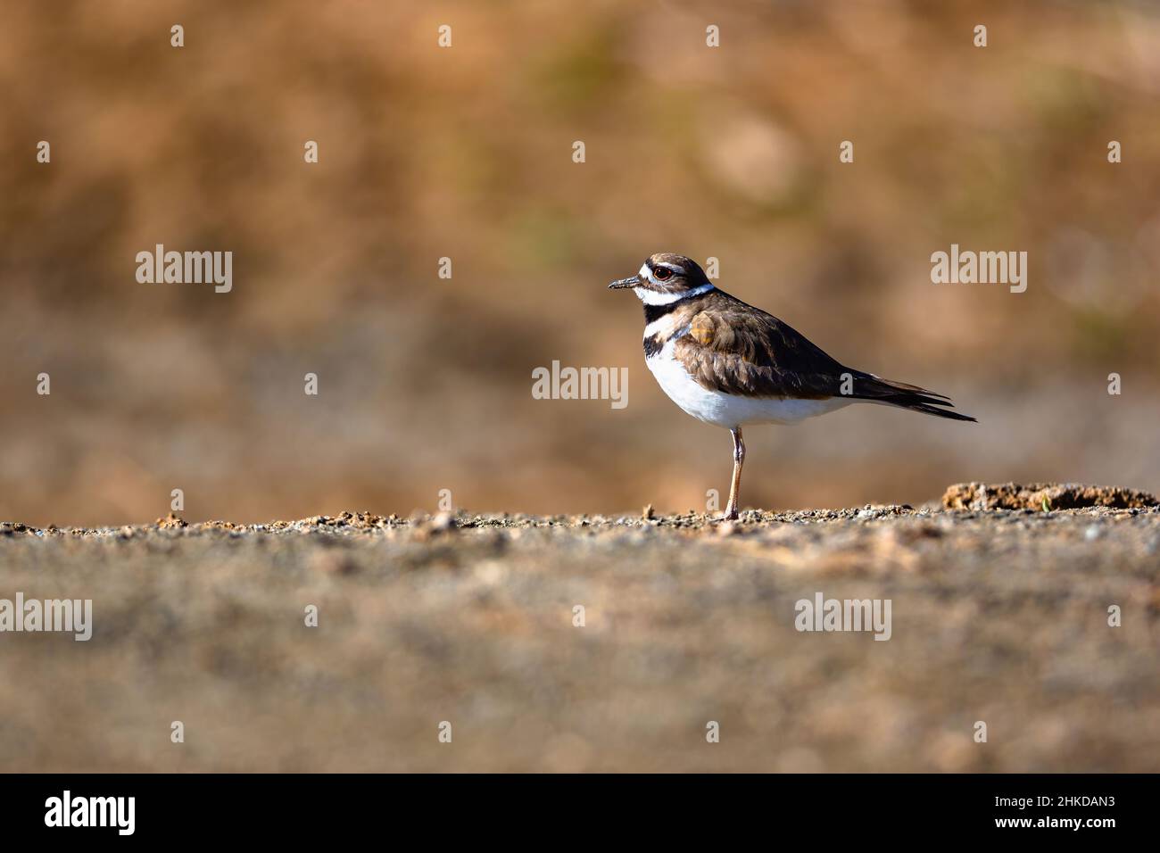 Portrait of a Killdeer plover, standing atop a stretch of flat ground, against a soft, warm background. Stock Photo