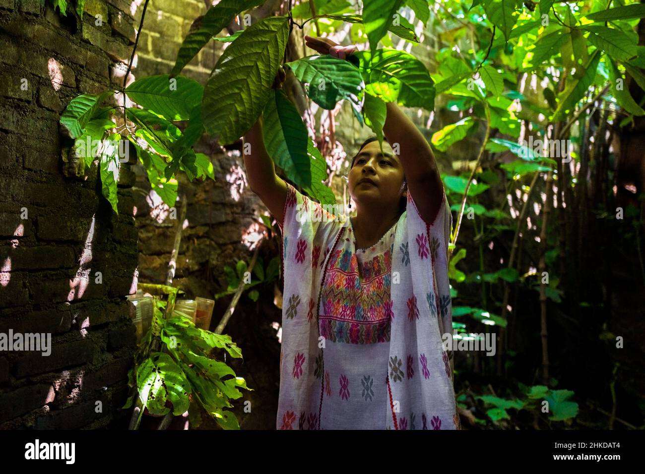 An indigenous woman plucks leaves from a cacao tree for wrapping chocolate balls in artisanal chocolate manufacture in Xochistlahuaca, Mexico. Stock Photo