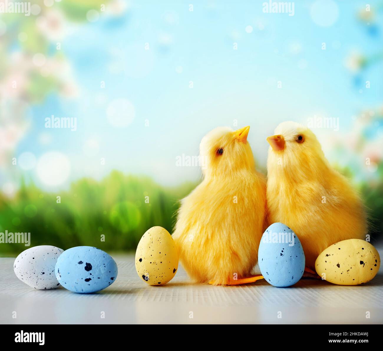Easter eggs and chickens on green grass on blue background. Easter card. Stock Photo