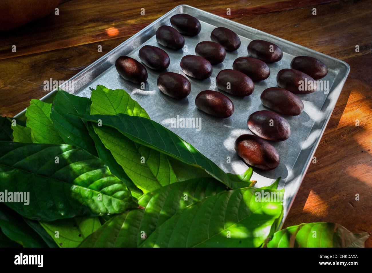 Chocolate balls, made of raw cacao paste, are seen placed on a tray in