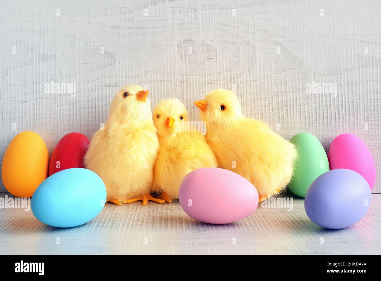 Easter eggs and yellow chicks on a grey background. The minimal concept. Easter card. Stock Photo