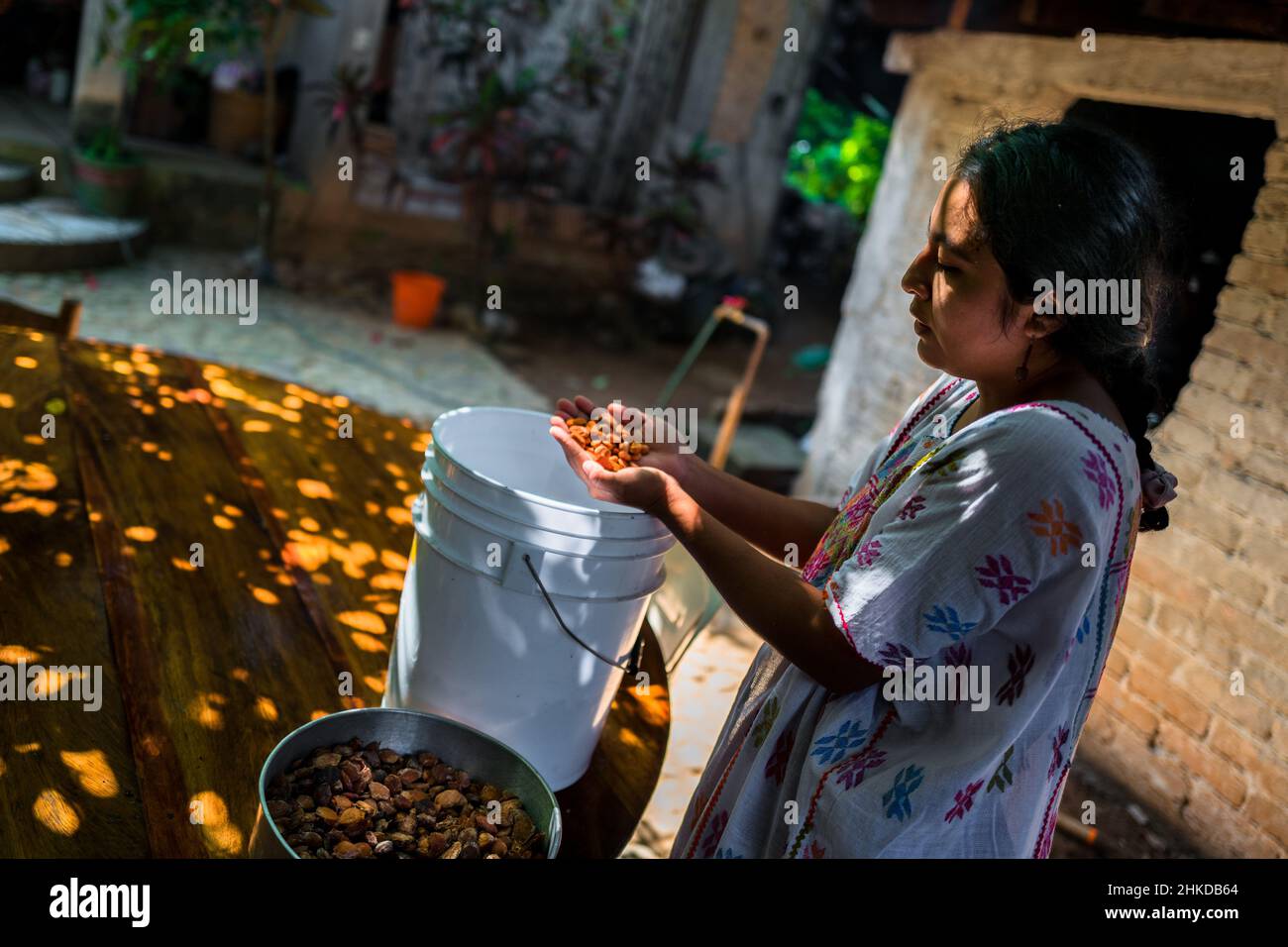 An Amuzgo indigenous woman inspects dried and washed cacao beans before roasting in artisanal chocolate manufacture in Xochistlahuaca, Mexico. Stock Photo