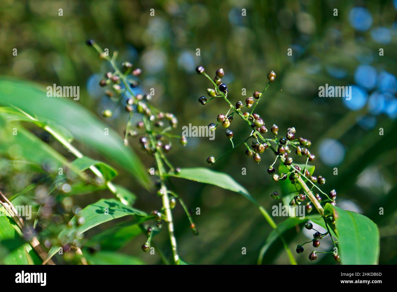 Bamboo fruits and seeds Stock Photo Alamy
