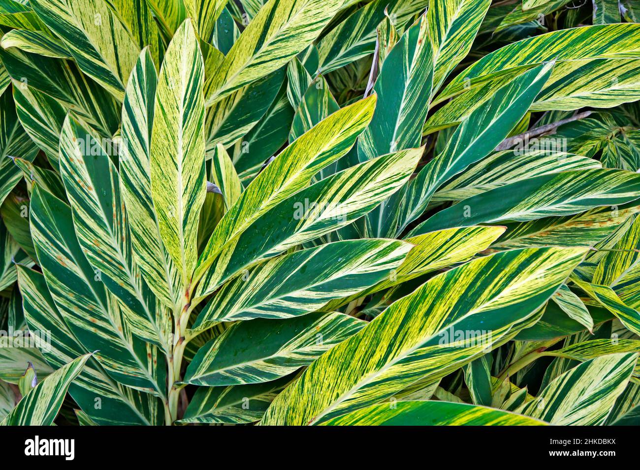 Bicolor foliage (Alpinia variegata) on garden Stock Photo Alamy
