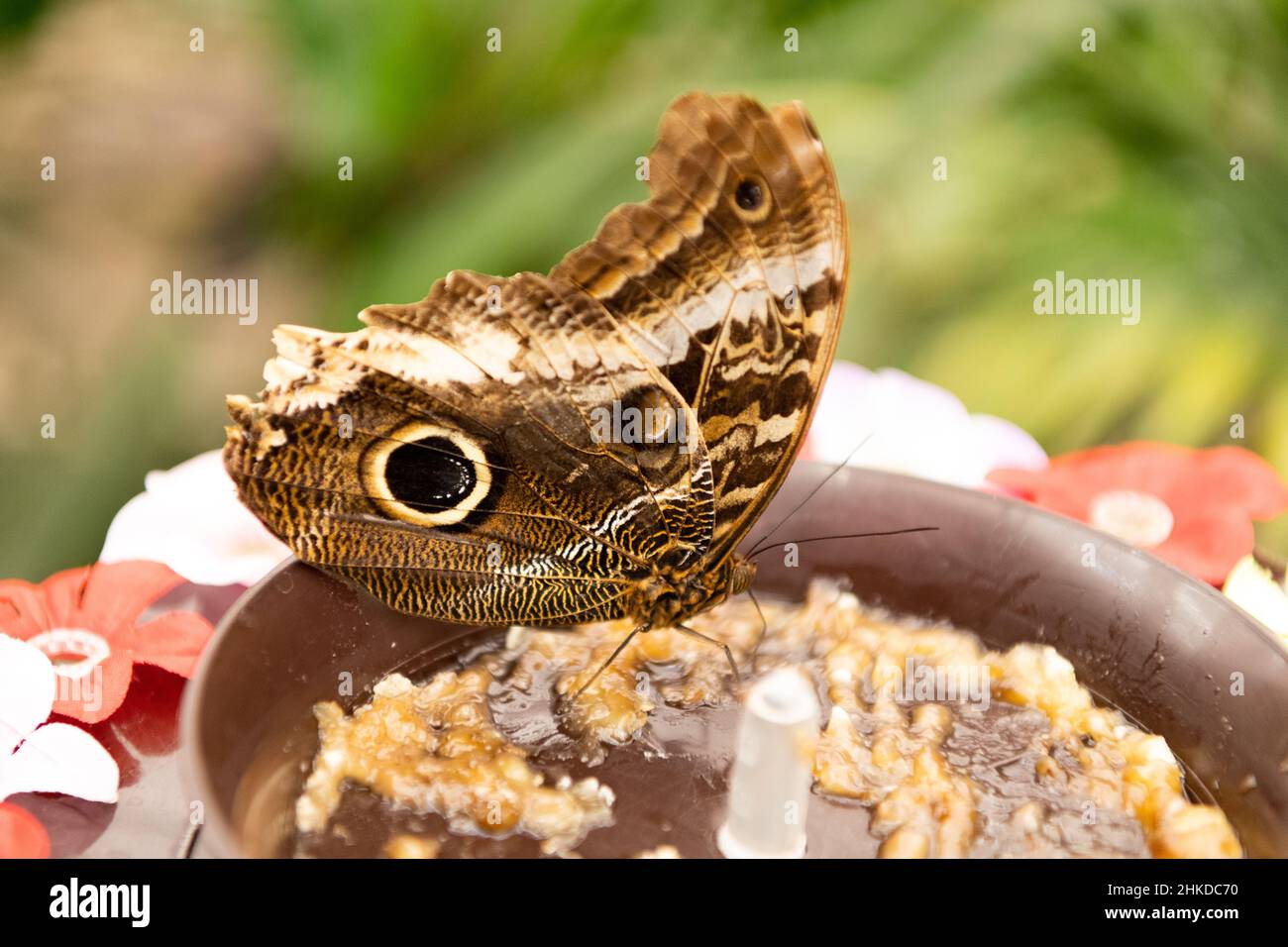 Brown peacock butterfly summer winged insect sitting in bowl on blurry nature natural background Stock Photo