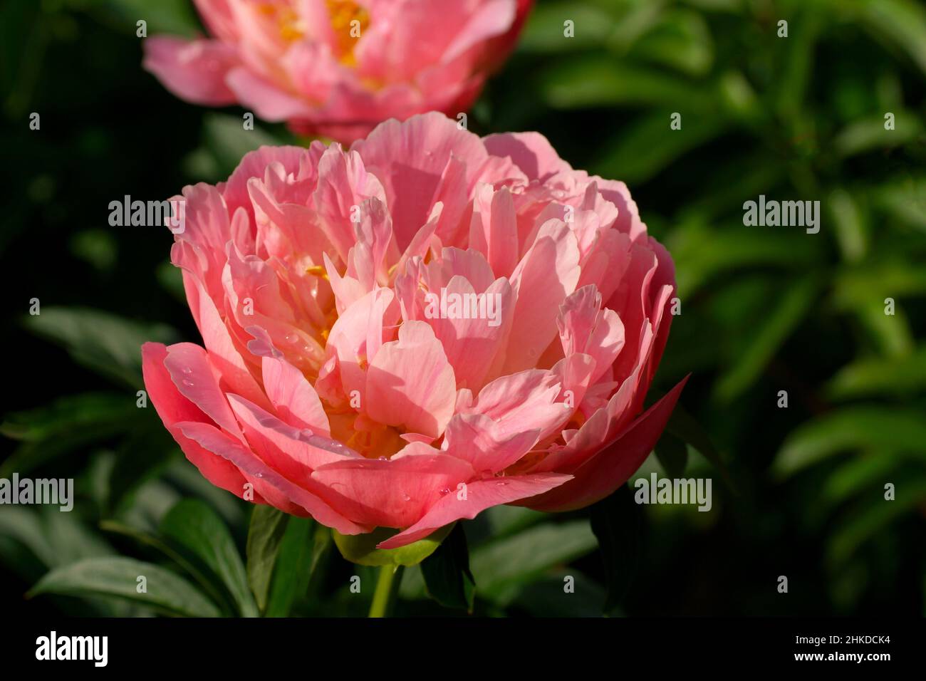 Paeonia Pink Hawaiian Coral.  Semi-double salmon pink peony flower blooms in the garden. Stock Photo