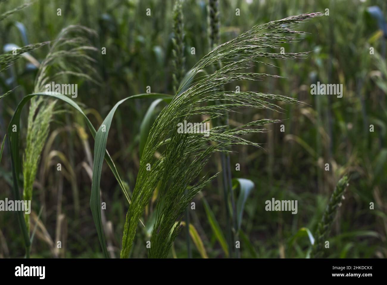Growing millet. Closeup of millet in a field under sunlight Stock