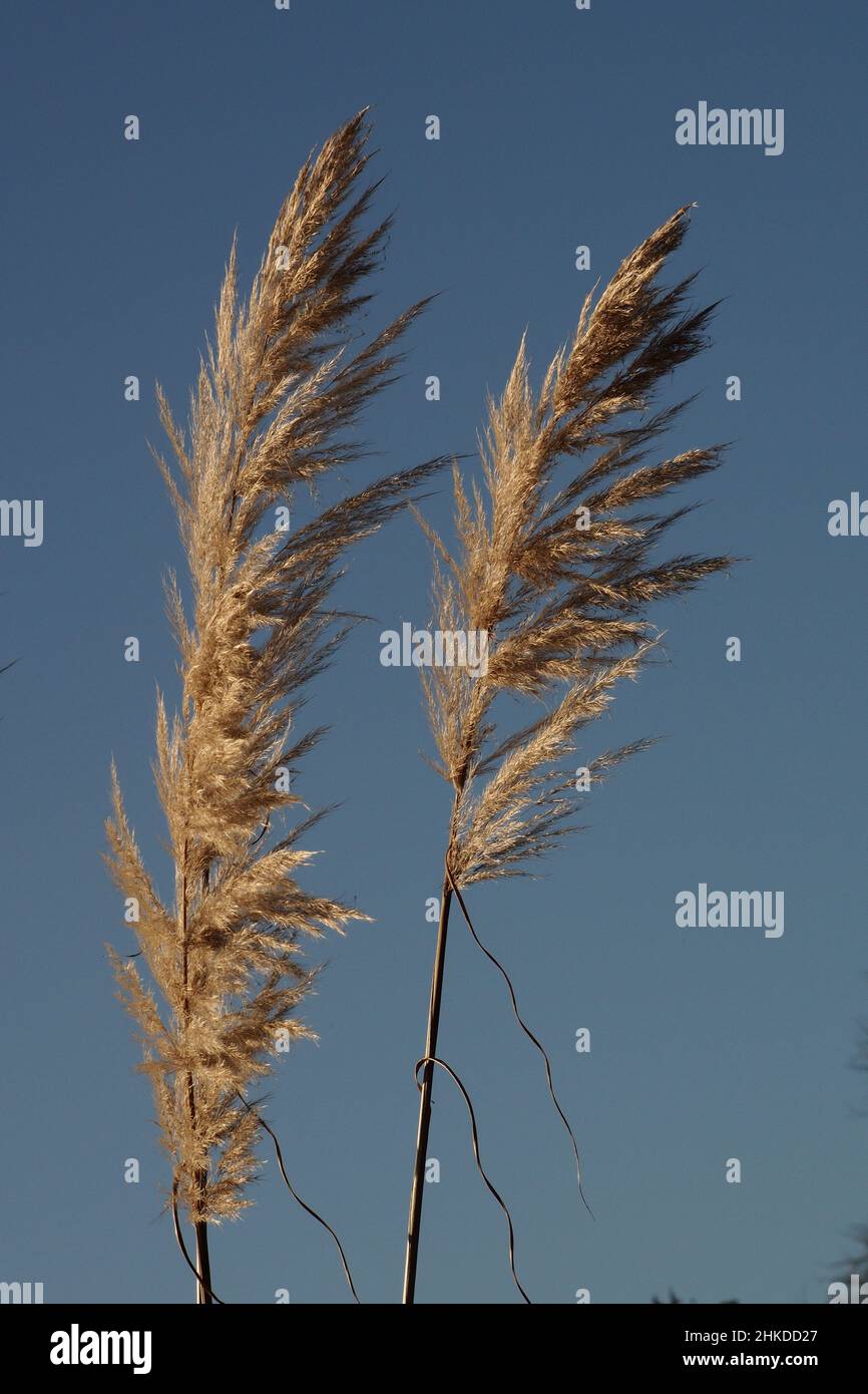 Pampas grass in winter against a deep blue sky showing spindly leaves Stock Photo