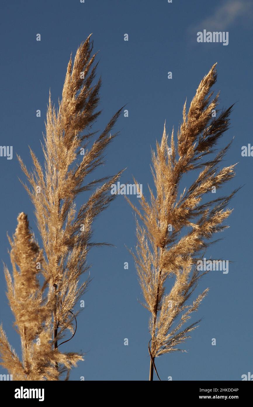 Pampas grass in winter against a deep blue sky showing spindly leaves