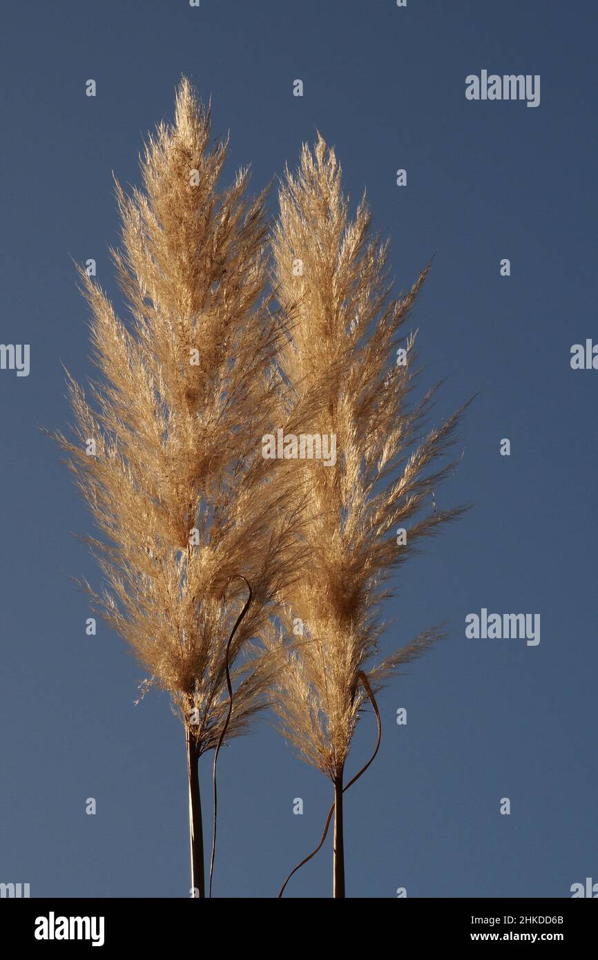 Pampas grass in winter against a deep blue sky showing spindly leaves