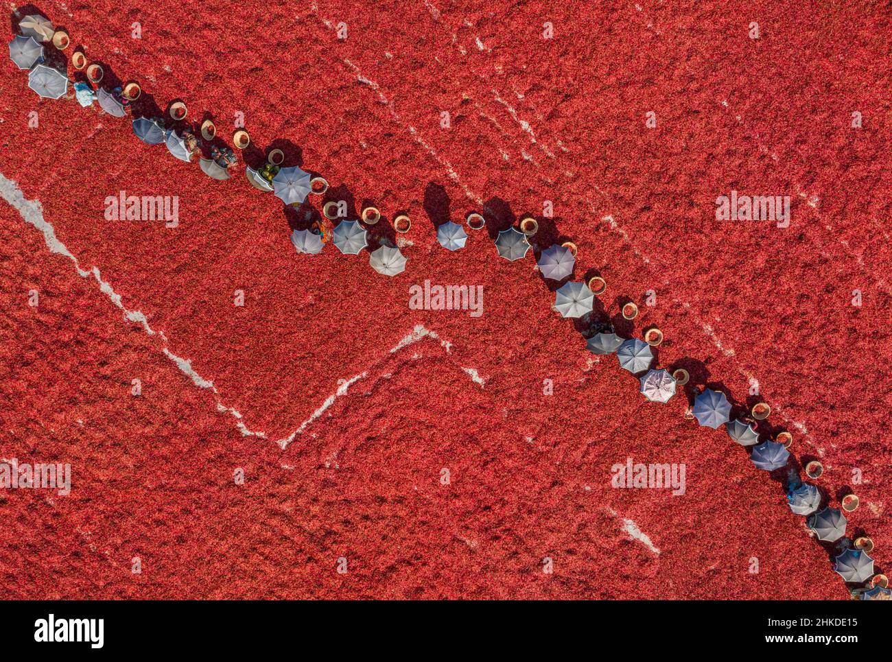 Women workers are sorting red chilli pepper in various farms in northern parts of Bangladesh. Stock Photo