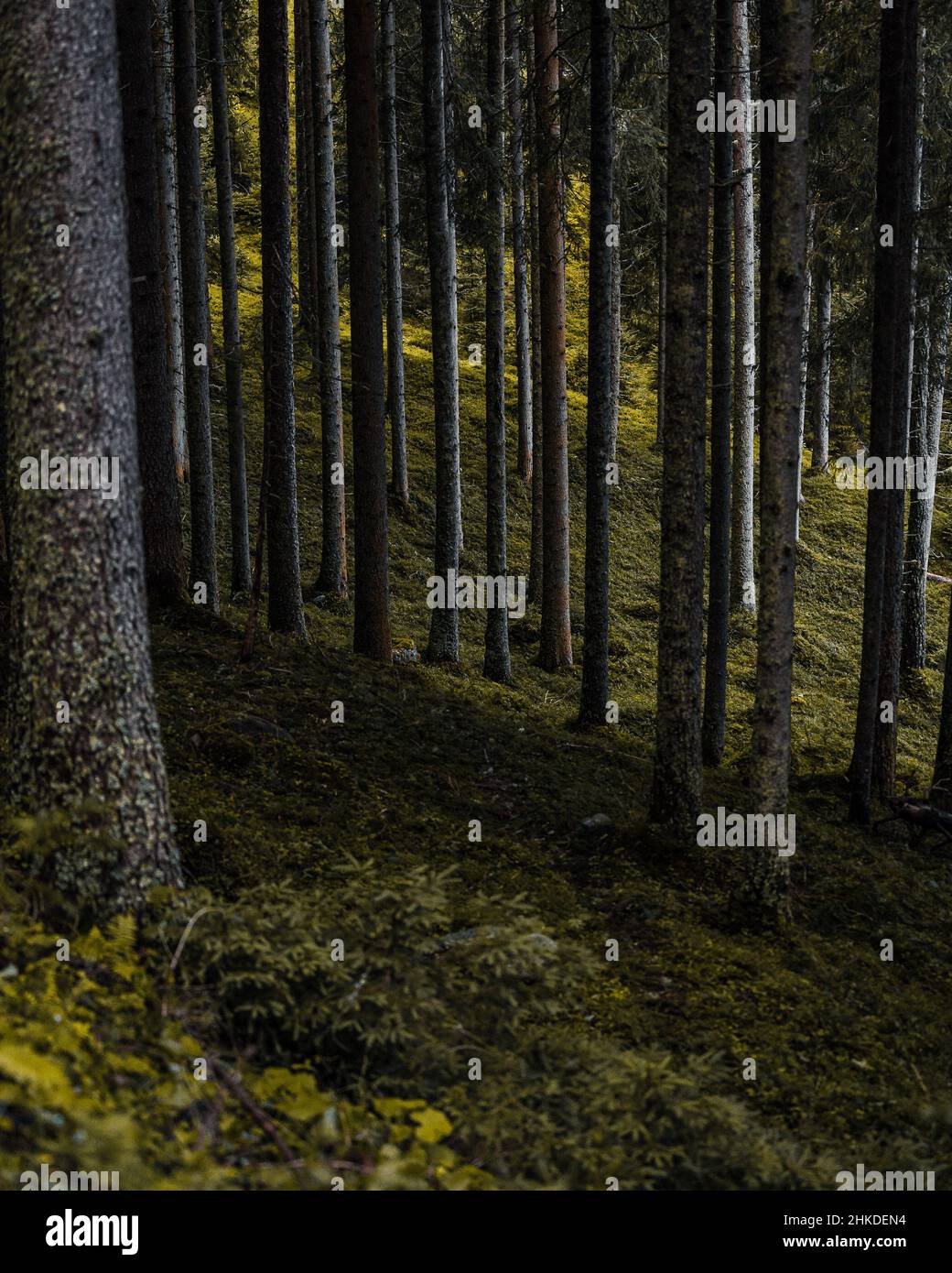 Tall vertical shot hi-res stock photography and images - Alamy