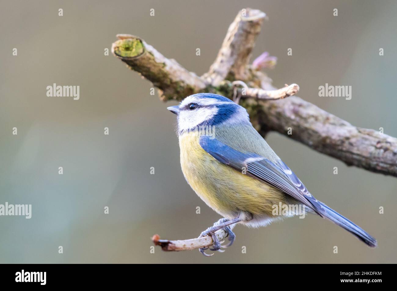 Blue tit perched on a branch, England, UK Stock Photo