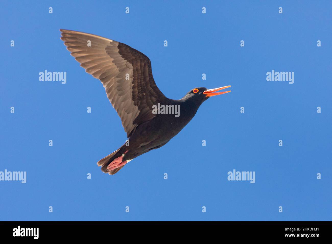 African Black Oystercatcher (Haematopus moquini) near Velddrif, West Coast, Western Cape, South Africa. This bird is listed as Near Threatened. Stock Photo