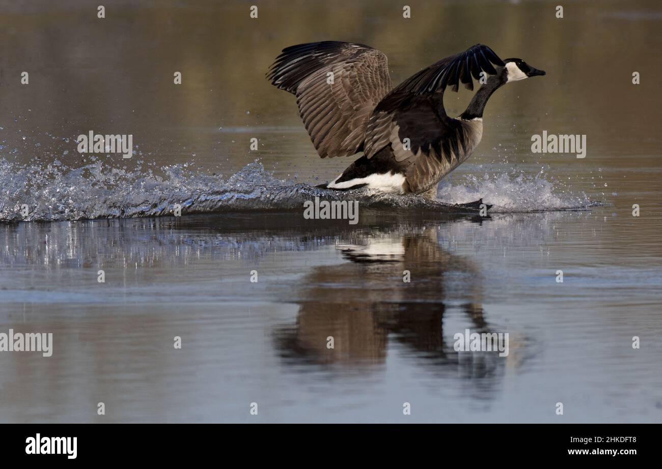 Canada Goose with wings open and landing leaves splashing water trail, reflection, and ripples Stock Photo