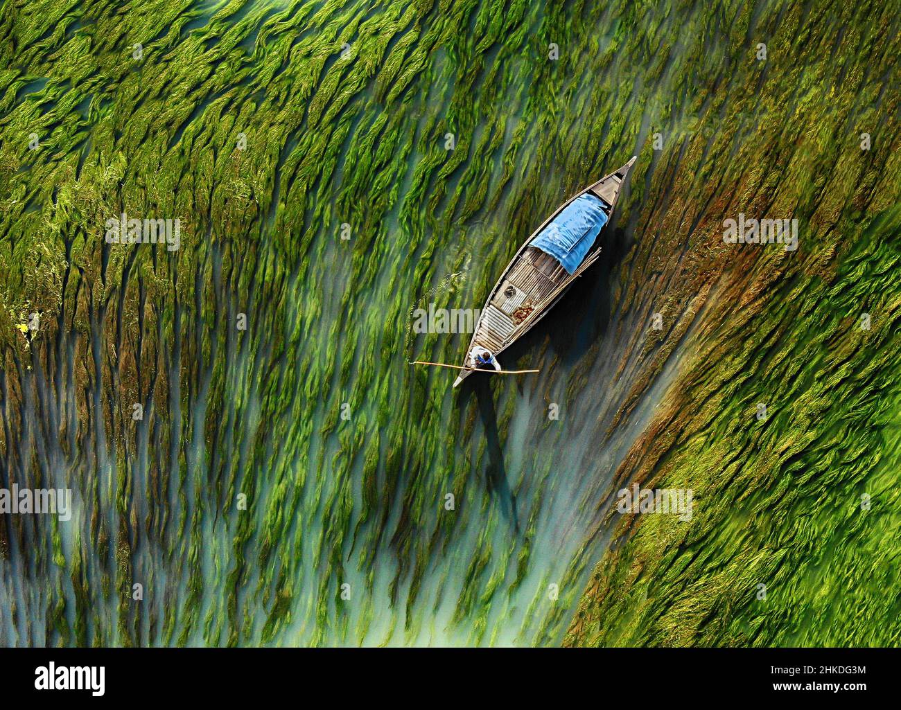 Aerial view of boat making its way through algae, Bogra, Bangladesh Stock Photo