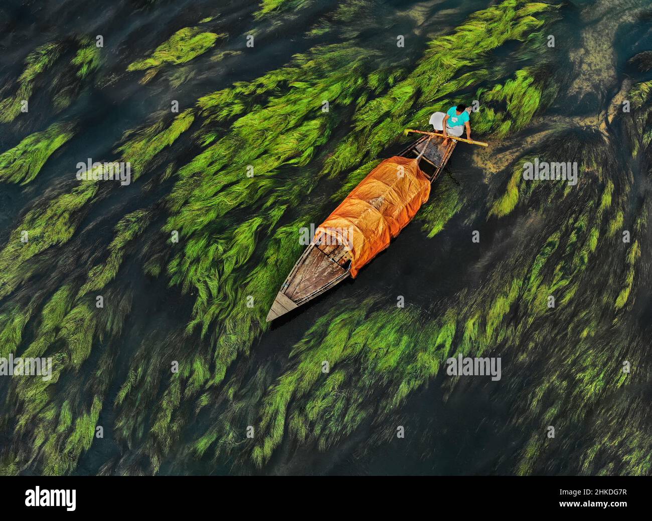 Aerial view of boat making its way through algae, Bogra, Bangladesh Stock Photo