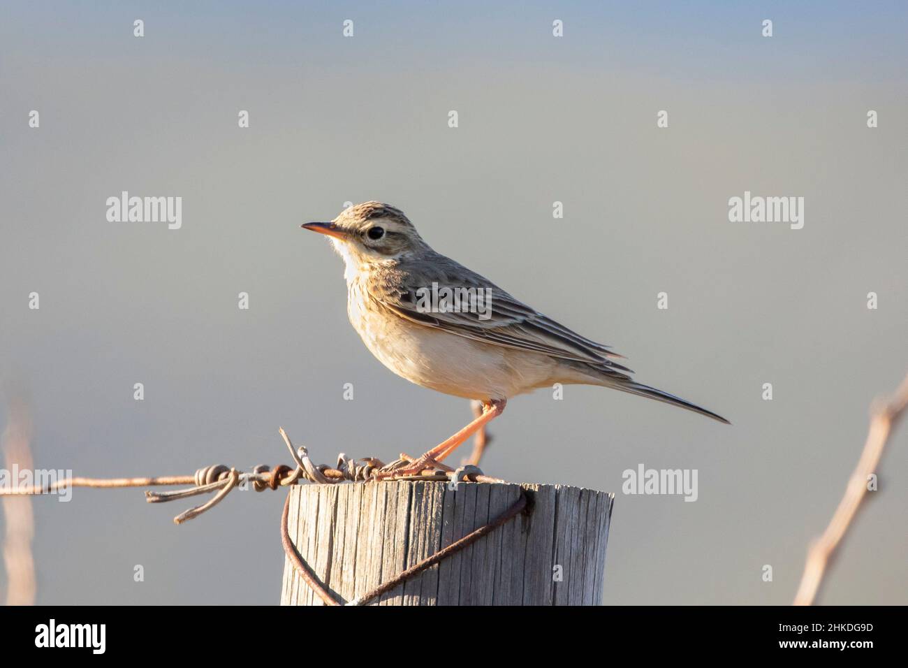 African Pipit (Anthus cinnamomeus rufuloides) perched in vineyard at sunset, Robertson, Western Cape, South Africa Stock Photo