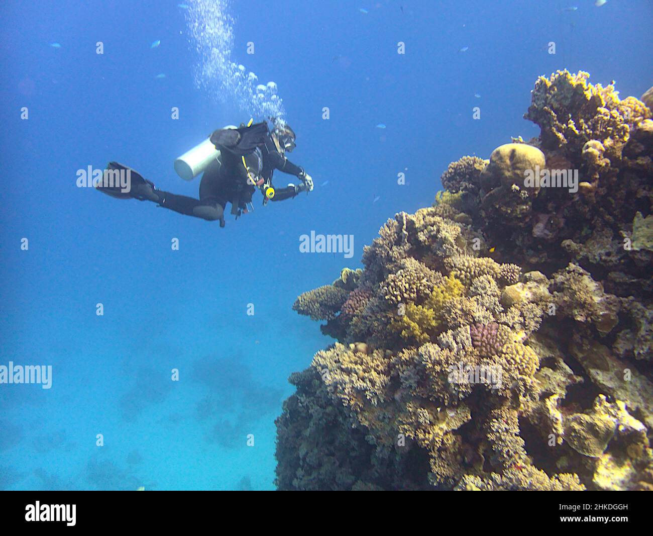 scuba diver at coral reef Stock Photo
