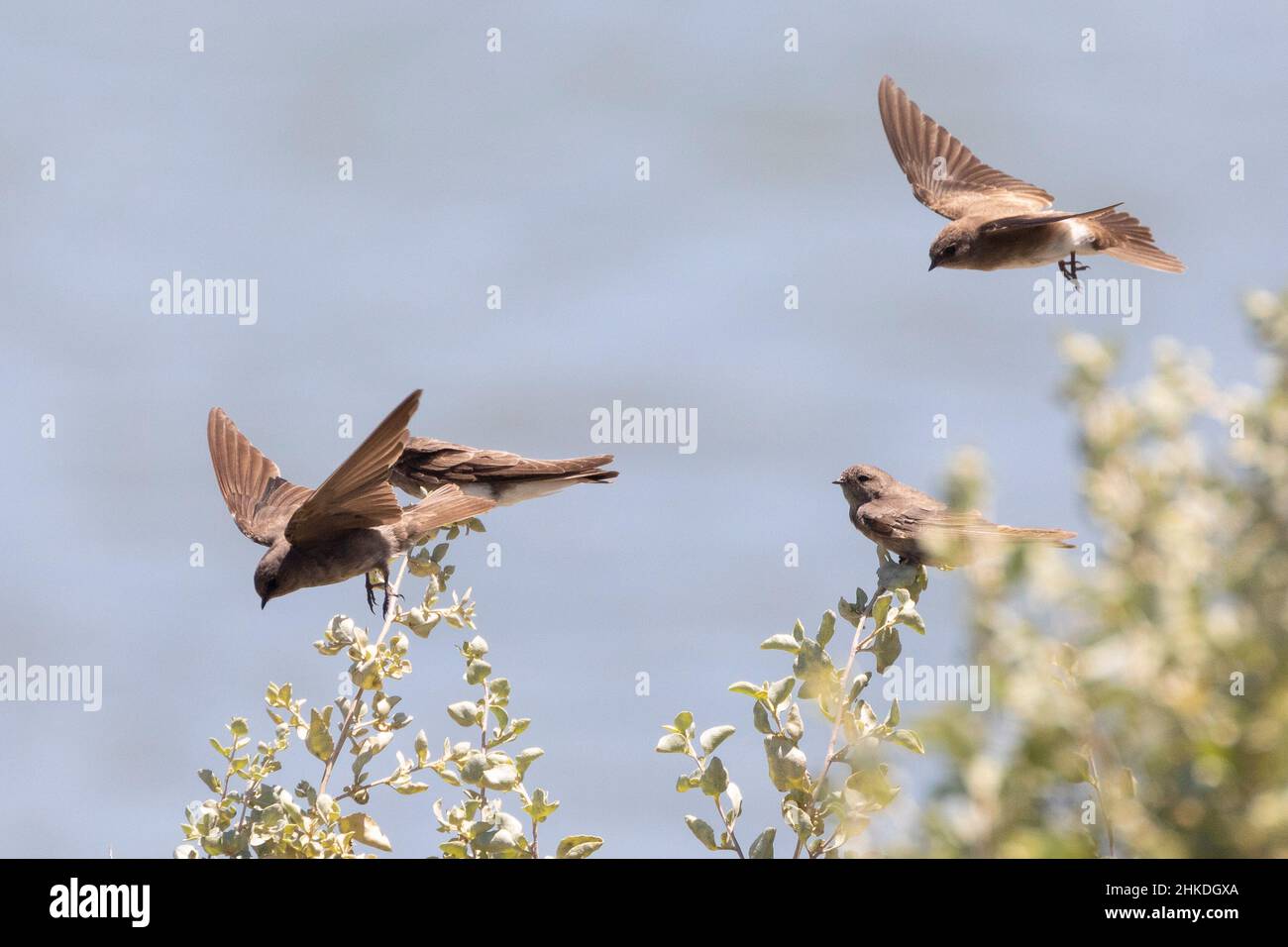 Brown-throated Martin (Riparia paludicola flying), Kliphoek Saltpan, Velddrif, Berg River Estuary, Western Cape, South Africa Stock Photo