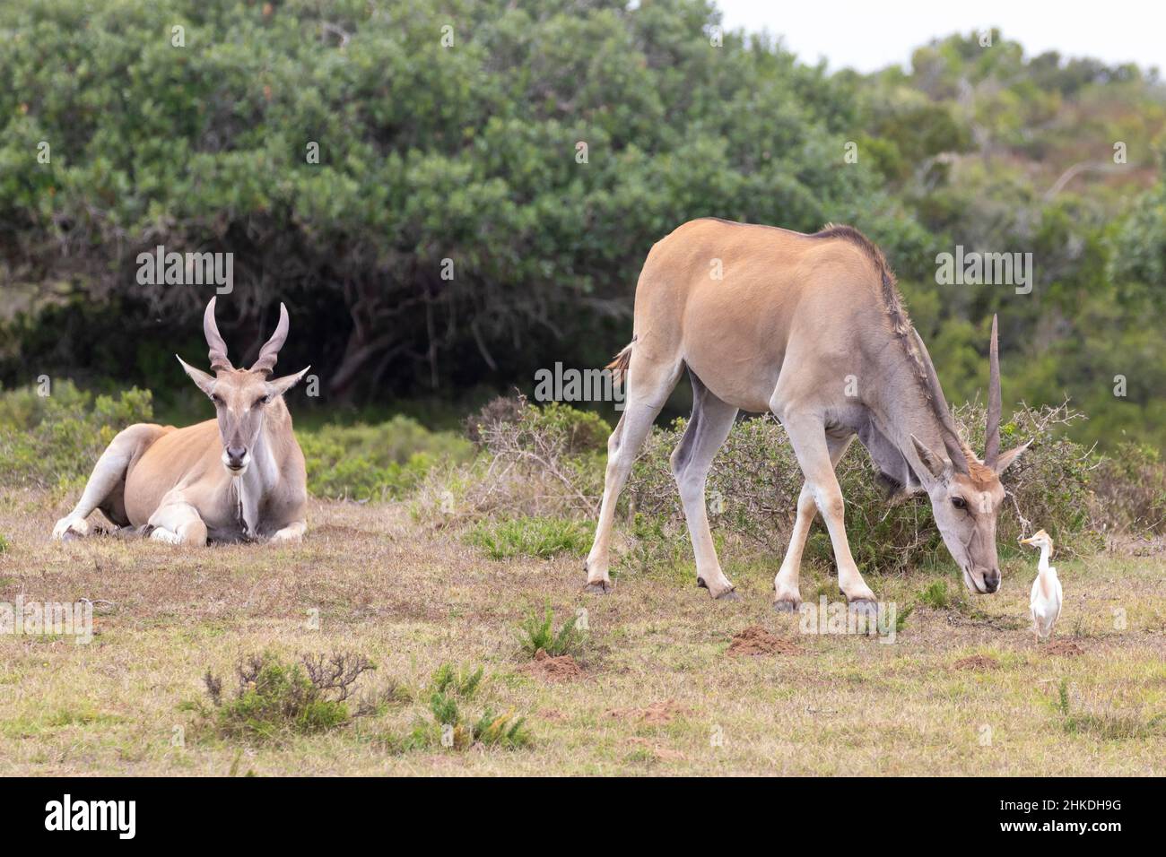 Common / Southern Eland (Taurotragus oryx) at De Hop Nature Reserve, Western Cape, South Africa Stock Photo