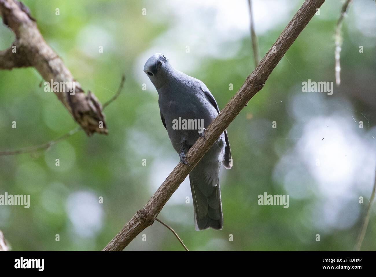 Grey Cuckooshrike / Cuckoo-shrike  (Coracina caesia caesia) in Afromontane forest upper canopy near Natures Valley, Western Cape, South Africa Stock Photo