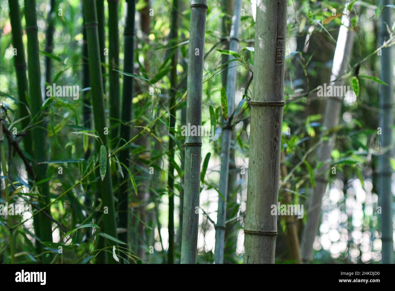 Bamboo forest background with focus on a stalk in the foreground. Stock Photo