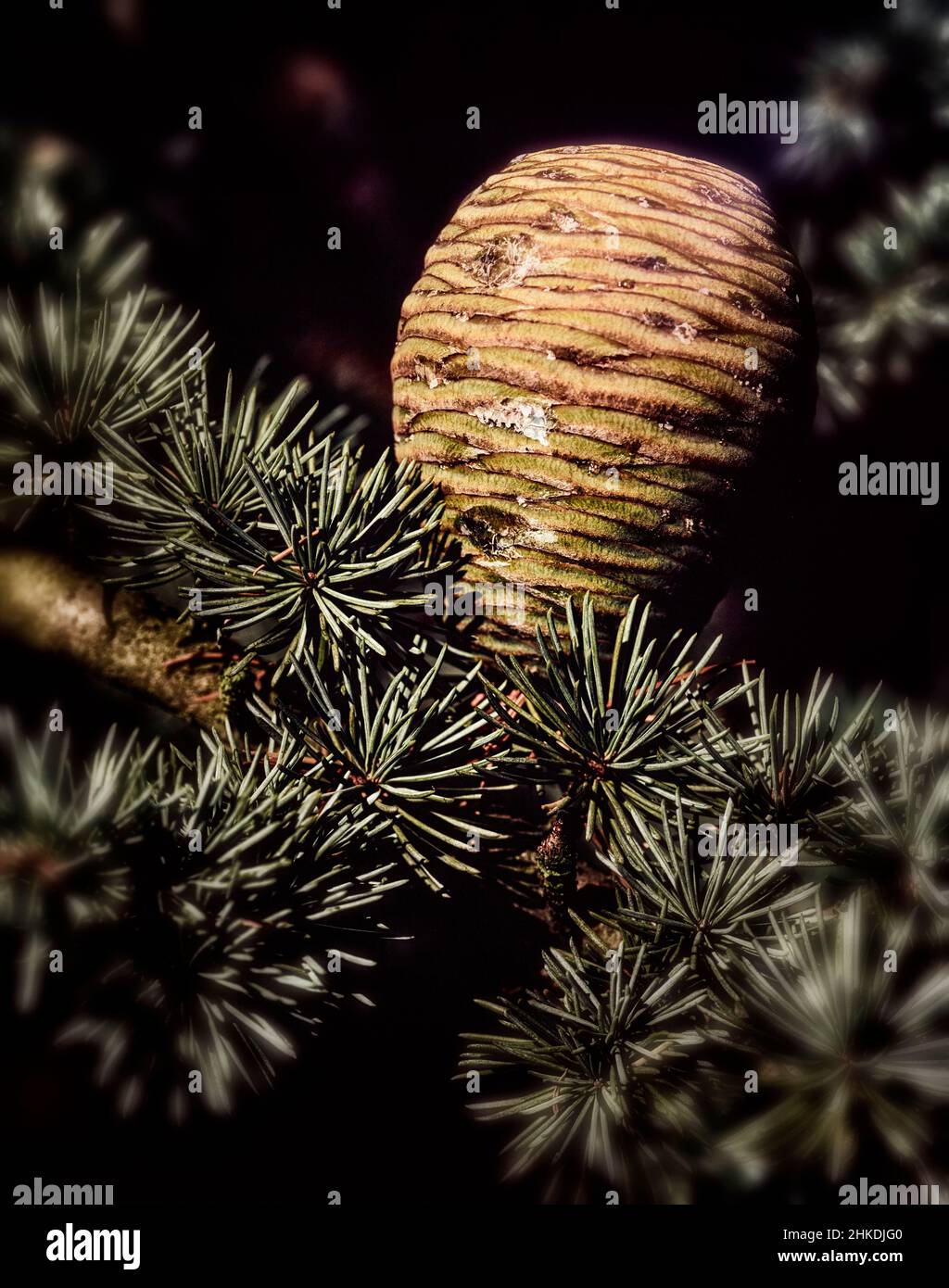Natural close-up still life of conifer cone Stock Photo