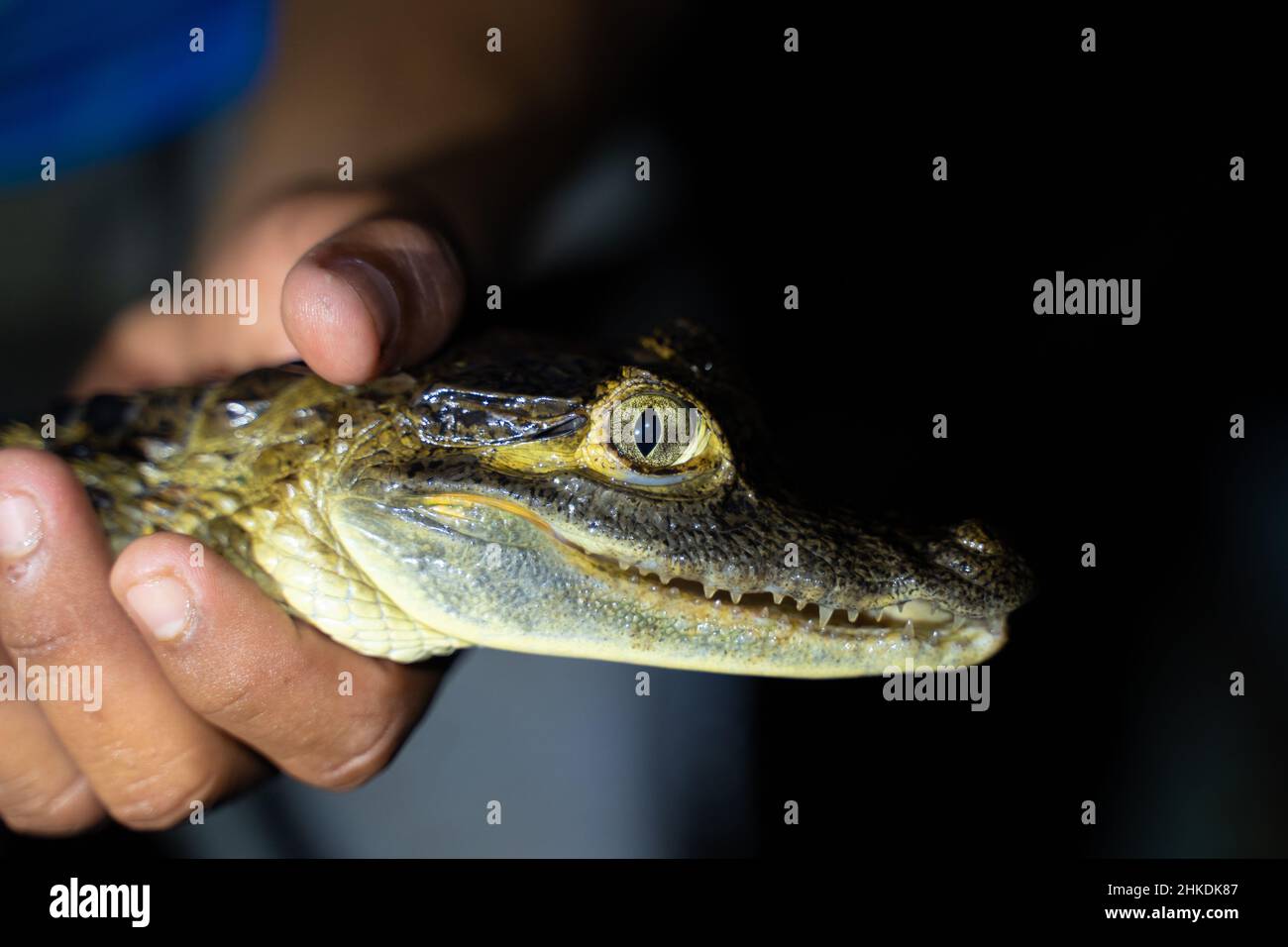 Discovery of baby caiman during a nocturnal canoe trip, Amazonia, Colombia Stock Photo