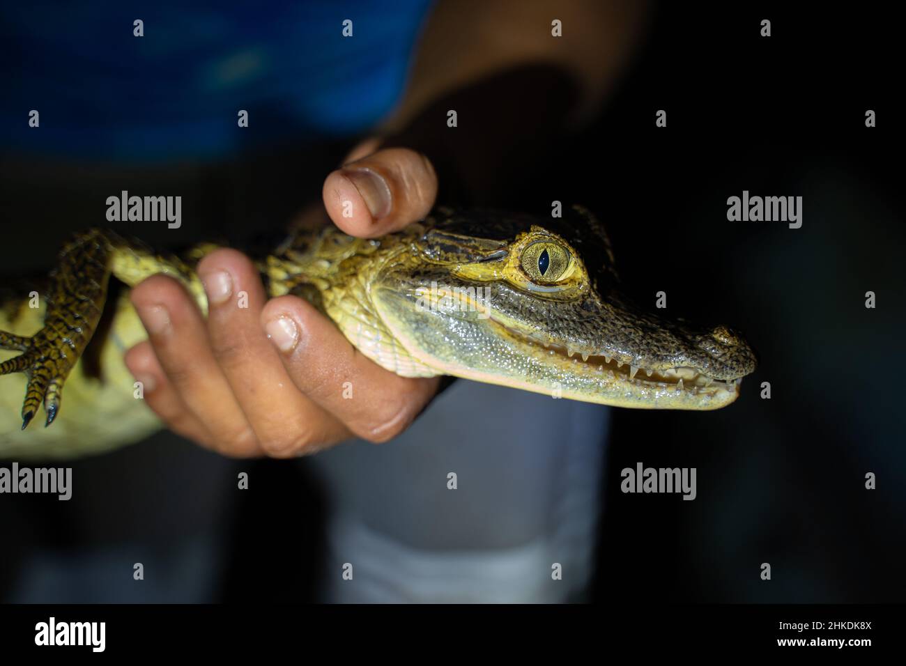 Discovery of baby caiman during a nocturnal canoe trip, Amazonia, Colombia Stock Photo