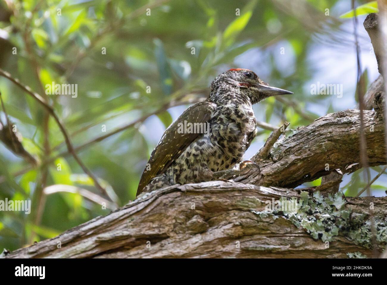 Knysna Woodpecker male (Campethera notata) in Afromontane forest, Wilderness, Western Cape, South Africa. This species is threatened by limited range Stock Photo