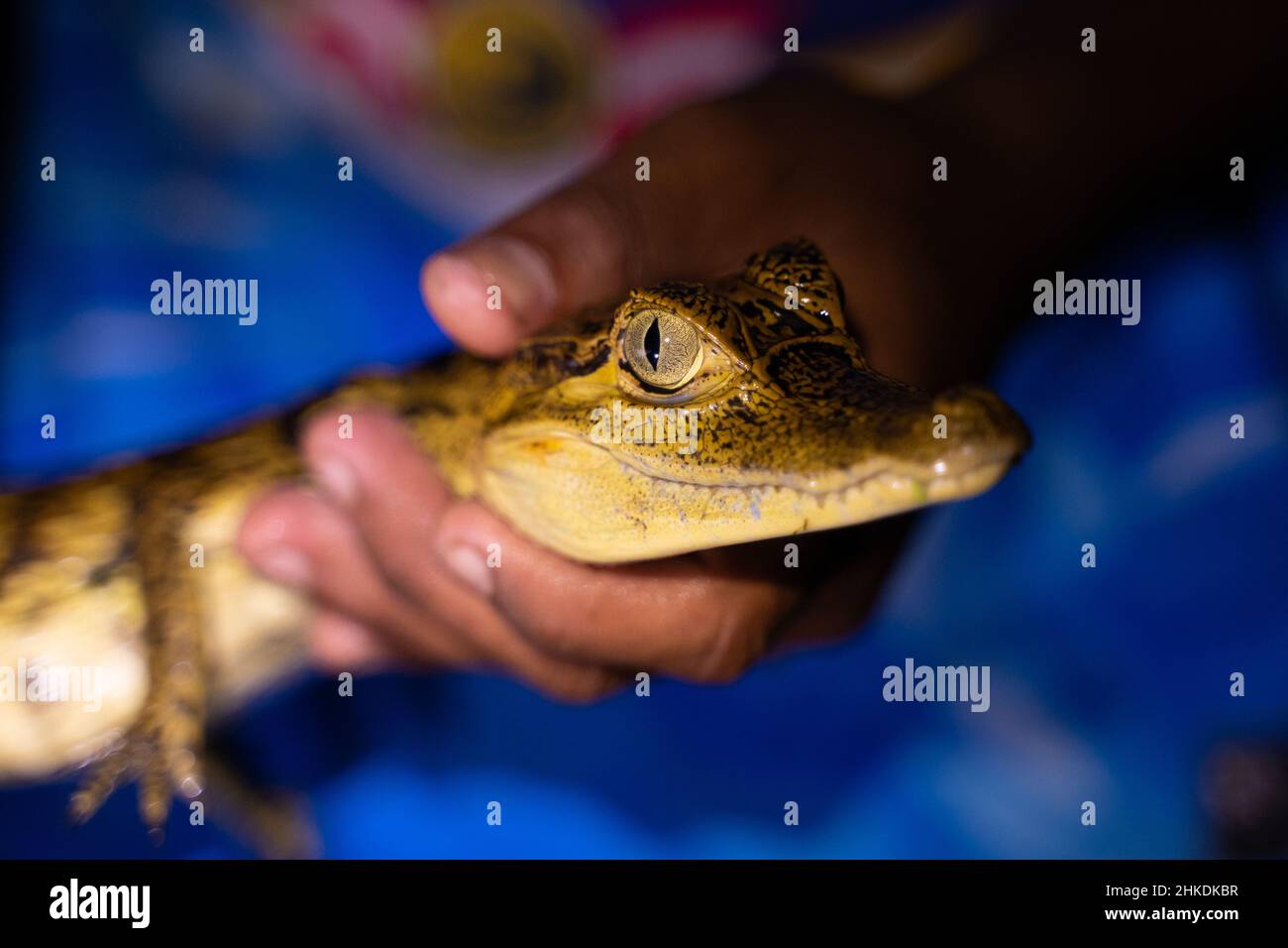 Discovery of caiman during a nocturnal canoe trip, Amazonia, Colombia Stock Photo
