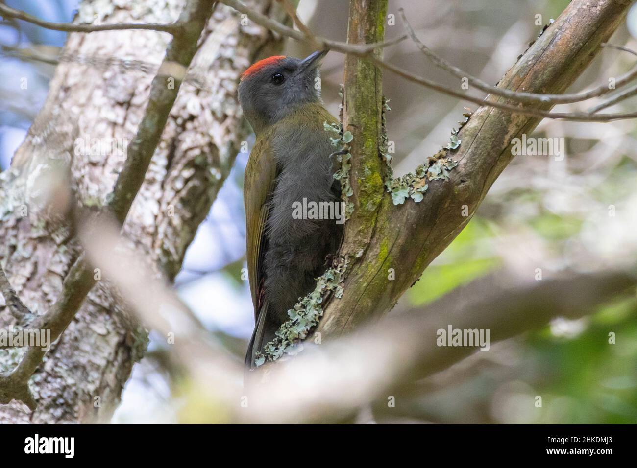 Olive Woodpecker in montane forest,Wilderness, Western Cape, South Africa Stock Photo