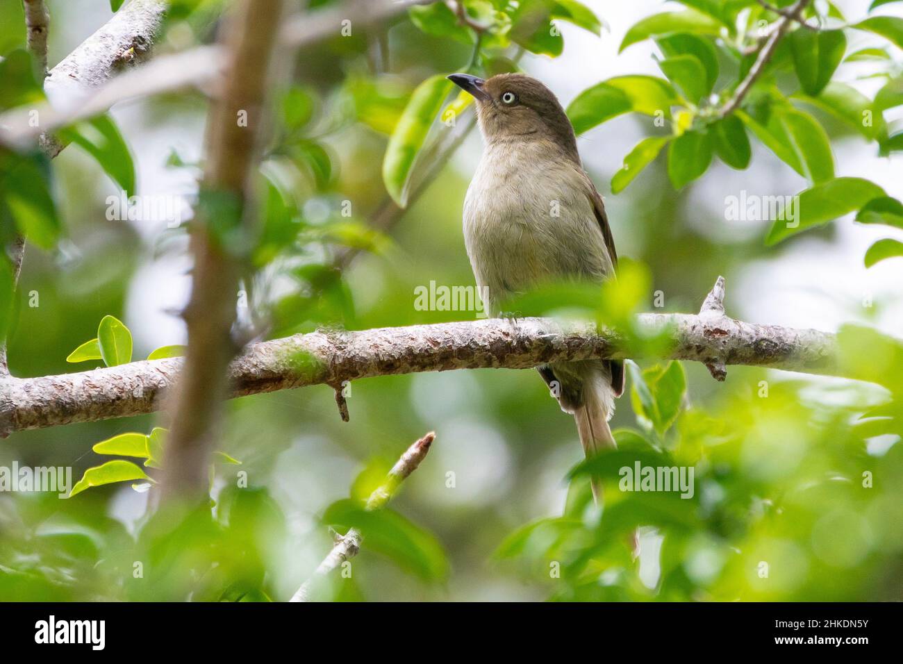 Sombre Greenbul perched on branch  in Wilderness, Western Cape South Africa Stock Photo