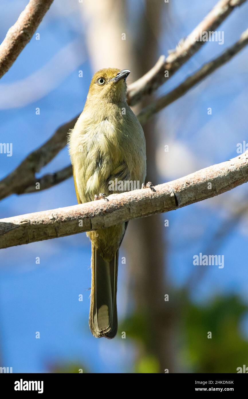 Sombre Greenbul (Andropadus importunus), Wilderness, Western Cape, South Africa Stock Photo
