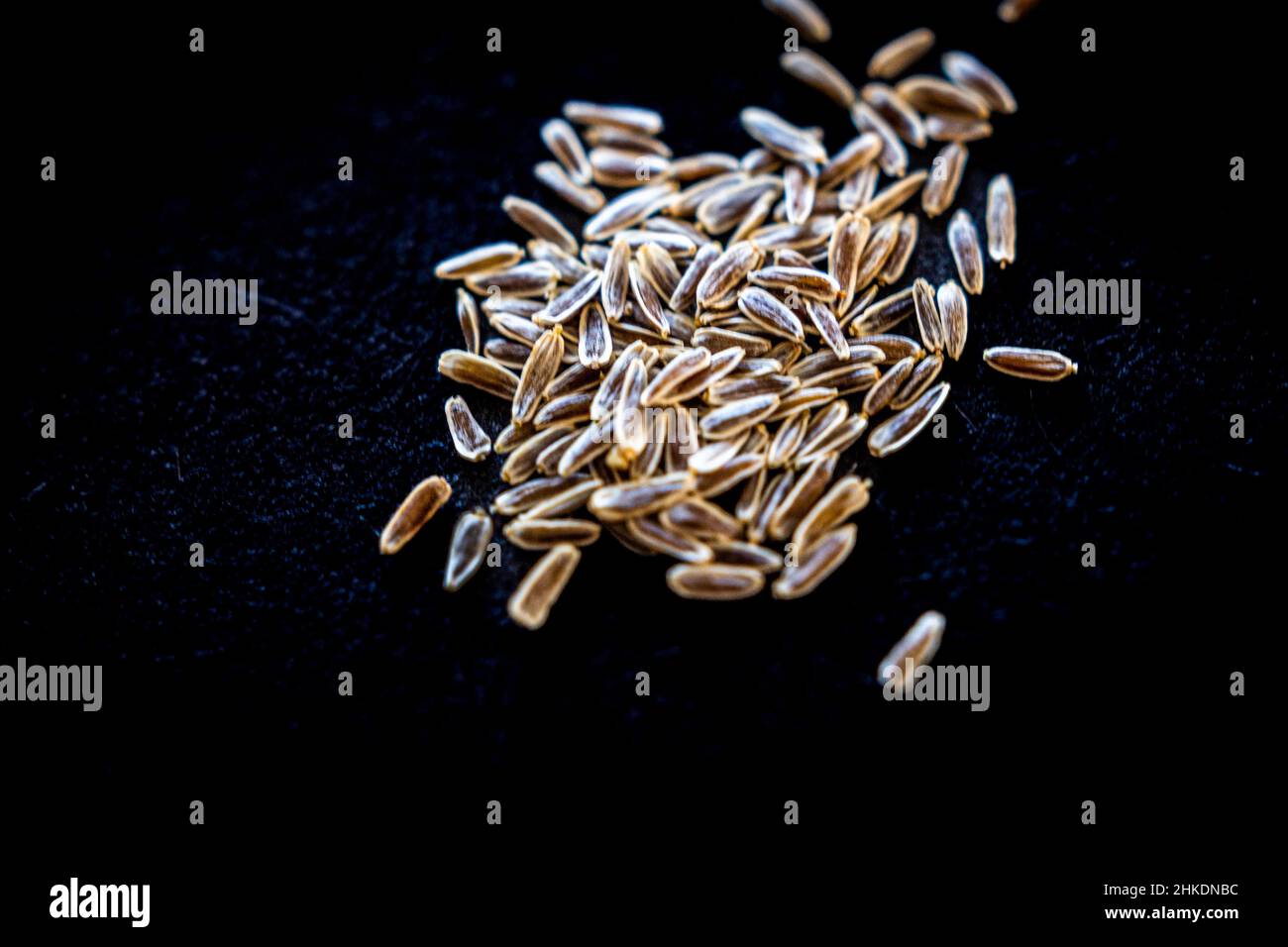 Achillea filipendulina 'Gold Plate' seed Stock Photo